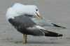Larus armenicus